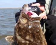 barkley peschel, flounder